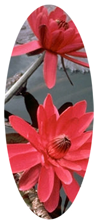 Water Lily Red